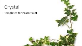  Presentation with frame pink - Audience pleasing PPT theme consisting of frame-of-ivy-twigs backdrop and a white colored foreground