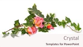  Presentation with frame pink - Slide set featuring frame-of-ivy-twigs background and a sky blue colored foreground