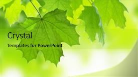  Presentation with green maple leaves - Presentation theme featuring frame of maple leaves isolated background and a shamrock green colored foreground
