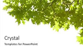  Presentation with isolated fall oak leaf - Audience pleasing presentation theme consisting of frame of oak leaves isolated backdrop and a  colored foreground