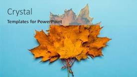  Presentation with autumn blue - Presentation theme featuring frame of orange leaves space for text autumn composition on blue background top view flat lay copy space background and a arctic colored foreground