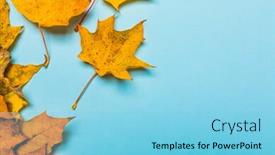  Presentation with autumn blue - Beautiful presentation design featuring frame of orange leaves space for text autumn composition on blue background top view flat lay copy space backdrop and a light blue colored foreground