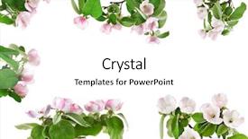  Presentation with frame - Slide deck having frame of spring flowering branches background and a white colored foreground