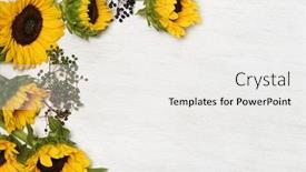  Presentation with sunflowers - Colorful theme enhanced with frame-of-sunflowers-on-white backdrop and a white colored foreground