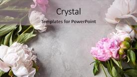  Presentation with frame pink - Audience pleasing PPT theme consisting of frame of white and pink backdrop and a light gray colored foreground