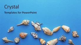  Presentation with wedding floral frame - Amazing PPT layouts having frame shaped seashells on turquoise backdrop and a  colored foreground