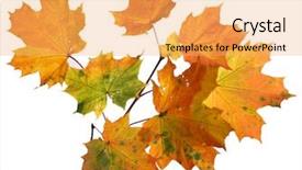  Presentation with autumn leaves - Theme with frame thank - branch of autumn leaves isolated background and a yellow colored foreground