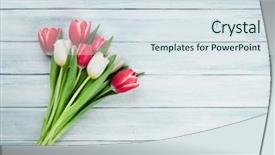  Presentation with tulips - PPT theme consisting of frame thank - colorful tulips bouquet on wooden background and a sky blue colored foreground