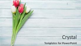  Presentation with red seasons greetings - Audience pleasing presentation design consisting of frame thank - colorful tulips bouquet on wooden backdrop and a sky blue colored foreground