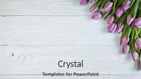  Presentation with thank - Presentation theme having frame thank - purple tulips on old used background and a sky blue colored foreground