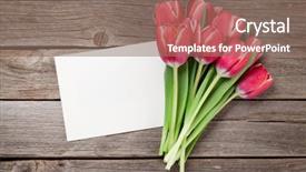  Presentation with greeting card - Colorful slide deck enhanced with frame thank - red tulip flowers bouquet backdrop and a violet colored foreground