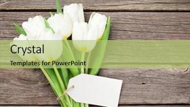  Presentation with tulips - Amazing presentation theme having frame thank - white tulips bouquet on wooden backdrop and a  colored foreground