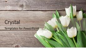  Presentation with lilac flowers bunch over wood - Beautiful slides featuring frame thank - white tulips bouquet over wooden backdrop and a  colored foreground