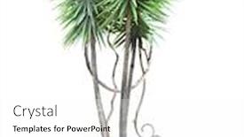  Presentation with liana - Beautiful presentation design featuring frame-with-palm-liana-branches backdrop and a white colored foreground