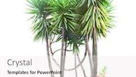  Presentation with liana - Audience pleasing PPT layouts consisting of frame-with-palm-liana-branches backdrop and a white colored foreground