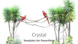  Presentation with parrots - Presentation design having frame-with-palm-lianas-tropical background and a white colored foreground