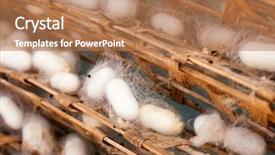  Presentation with silk industry - Audience pleasing presentation design consisting of frame with silkworm cocoons backdrop and a coral colored foreground