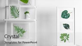  Presentation with succulent - Slides featuring frames with leaves and succulent background and a light gray colored foreground