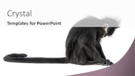  Presentation with langur - Slide deck featuring fran-ois-langur-looking-down background and a white colored foreground