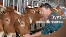  Presentation with dairy cows or buffalo - Beautiful slides featuring agriculteur - closeup on cows being fed backdrop and a tawny brown colored foreground