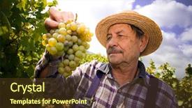  Presentation with grape vine wine grapes - PPT theme featuring wine harvest - vintner in french straw examining background and a tawny brown colored foreground
