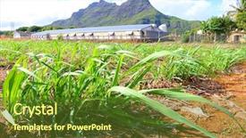  Presentation with sugar cane - Theme enhanced with france reunion - plantation of sugar cane background and a tawny brown colored foreground