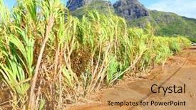  Presentation with cane - Colorful slide deck enhanced with france reunion - plantation of sugar cane backdrop and a yellow colored foreground