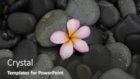  Presentation with beach - Amazing presentation theme having frangipani-and-beach-pebbles backdrop and a dark gray colored foreground