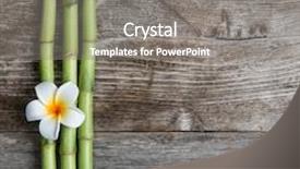  Presentation with bamboo flower - Amazing theme having frangipani flower and bamboo on the wooden background backdrop and a gray colored foreground