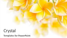  Presentation with element - Beautiful slides featuring frangipani flower can be used for design element backdrop and a white colored foreground