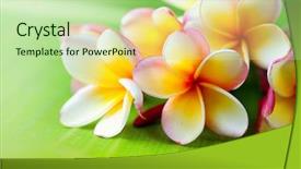  Presentation with plumeria - Beautiful presentation featuring frangipani flower closeup exotic plumeria backdrop and a mint green colored foreground
