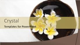  Presentation with coconut shell - PPT theme having  background and a  colored foreground