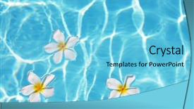  Presentation with swimming pool - Audience pleasing slide deck consisting of frangipani flower in the swimming backdrop and a light blue colored foreground
