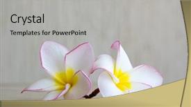  Presentation with lotus flower white water lily - Audience pleasing PPT theme consisting of frangipani flower isolated on white backdrop and a light gray colored foreground