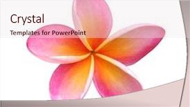  Presentation with lime green and white flower - Presentation theme enhanced with frangipani flower isolated on white background and a sky blue colored foreground