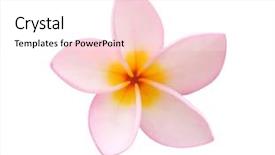  Presentation with white lotus flower - Beautiful presentation featuring frangipani flower isolated on white backdrop and a white colored foreground