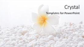  Presentation with zen stones - Presentation design enhanced with frangipani flower on pile background and a white colored foreground