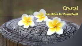  Presentation with flower - Slides having frangipani-flower-on-the-old background and a tawny brown colored foreground
