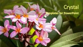  Presentation with plumeria - Beautiful presentation featuring frangipani flower or plumeria tropical backdrop and a tawny brown colored foreground