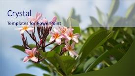  Presentation with plumeria - Theme enhanced with frangipani flower or plumeria background and a sky blue colored foreground
