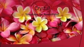  Presentation with plumeria - PPT layouts featuring flowers spiritual - colorful plumeria background background and a crimson colored foreground