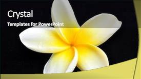  Presentation with plumeria - Colorful presentation enhanced with flower lei - white plumeria isolated on black backdrop and a black colored foreground