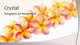  Presentation with plumeria - Theme with flower lei - yellow plumeria for border background and a blonde colored foreground