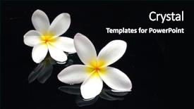  Presentation with frangipani flowers - Beautiful PPT theme featuring frangipani flowers and reflection backdrop and a black colored foreground