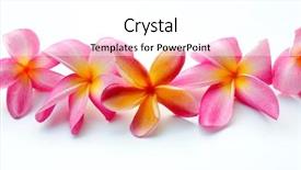  Presentation with frangipani flowers - PPT layouts featuring frangipani flowers in a row background and a white colored foreground