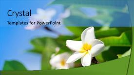  Presentation with frangipani flowers - Audience pleasing PPT theme consisting of frangipani flowers on a tree backdrop and a  colored foreground