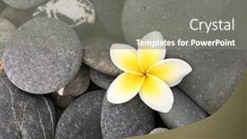  Presentation with frangipani flowers - Cool new presentation design with frangipani flowers on gray pebbles backdrop and a gray colored foreground