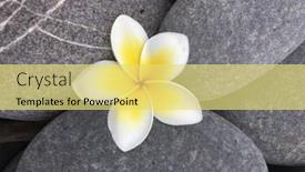  Presentation with frangipani flowers - Presentation with frangipani flowers on gray pebbles background and a yellow colored foreground