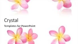  Presentation with frangipani flowers - Colorful slide deck enhanced with frangipani flowers on white backdrop and a white colored foreground