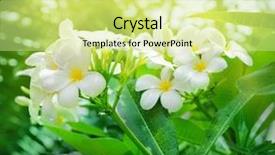  Presentation with jasmine flower - Beautiful theme featuring rustenburg marathon club rainbow run  backdrop and a violet colored foreground.